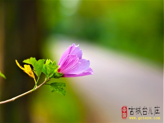 【摄影报道】台儿庄：秋雨过后的木槿花娇艳欲滴逞娇呈美