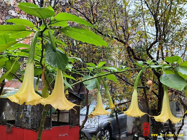 【同林摄影】台儿庄阳光家园雨中曼陀罗花盛开