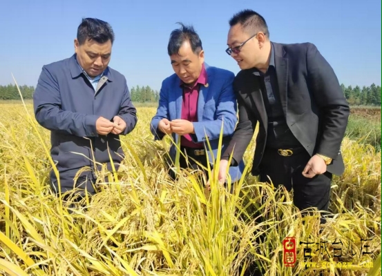 台儿庄区五彩旱稻良种试种长势喜人 智慧农业产业园绘就乡村振兴新图景（图）