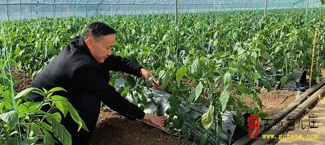 沧庙村用碳氢光合液种植基地：三亩大棚育有机辣椒，无肥无药护舌尖安全（图）