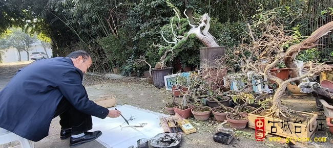 台儿庄台北柏树盆景基地迎来画家写生 以艺术之力助乡村花卉发展（图）