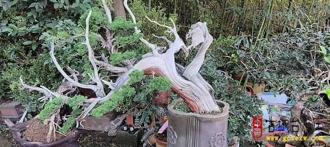 探访台北花木盆景园：品类丰富成乡村振兴亮丽风景线（图）