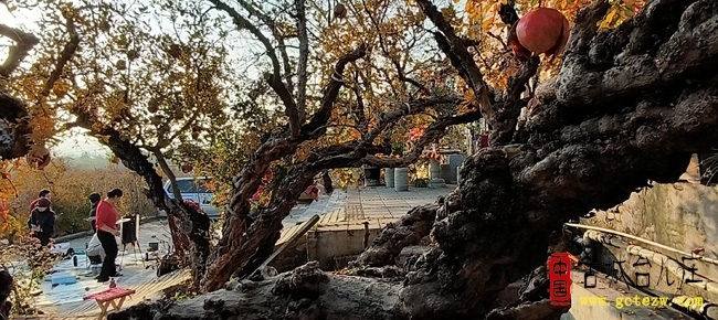 镜头映硕果，光影赋榴魂丨峄城石榴园金秋创作纪实（图）