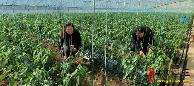 台儿庄：食为天超市对接沧庙村有机农产 助优质蔬菜端上市民放心餐桌（图）