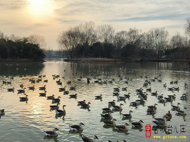 春暖鹅先知丨台儿庄运河双龙湖湿地美景（图）