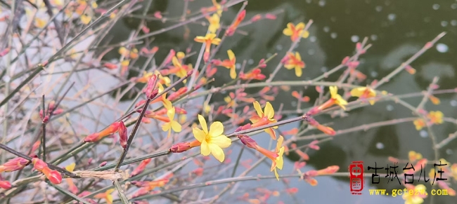 台儿庄古城迎春花开春日盛景引客来（图）