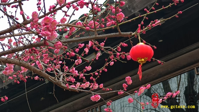 北京游客春日邂逅台儿庄，共赴烂漫之约（图）