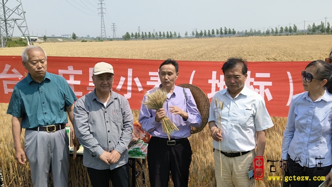 台儿庄区黑小麦田间观摩会召开，丰收在望助力乡村振兴（图）