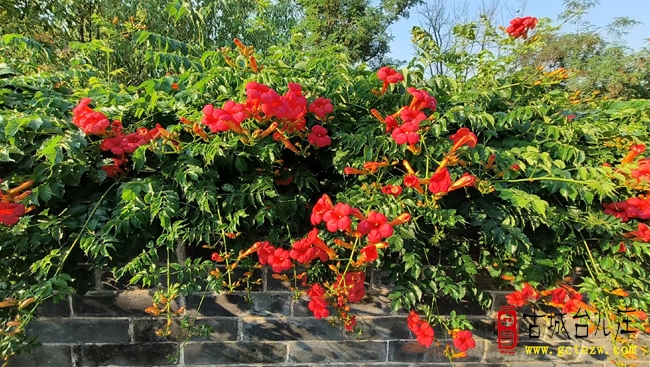 五月台儿庄：凌霄花开映古城 水乡画卷入画来（图）