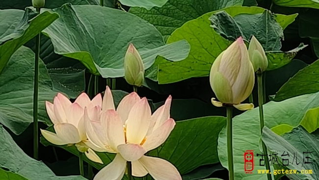 【影报】台儿庄古城荷花绽放，绘就夏日绝美画卷