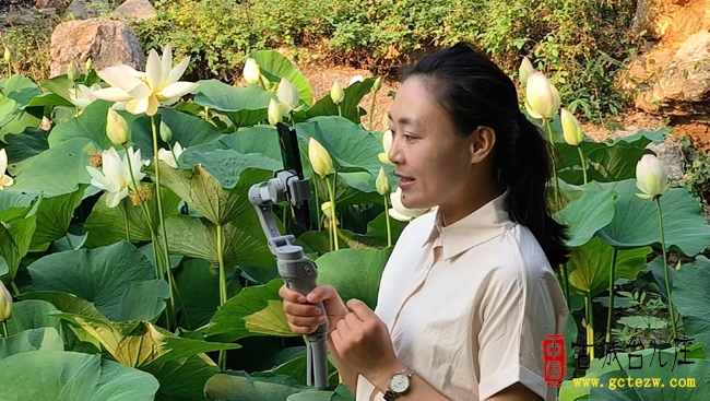 朋友节台儿庄古城荷花盛放，玉姐直播引游客共赏夏日美景（图）