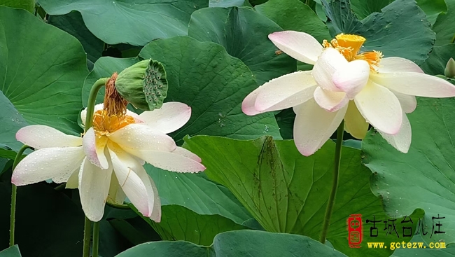 【影报】烟雨荷韵 诗意台儿庄