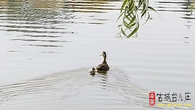 十只野鸭畅游台儿庄古城 水乡添灵动成夏日新景（图）