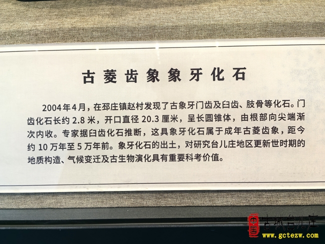 文物告诉我，古时的台儿庄曾大象成群（图）