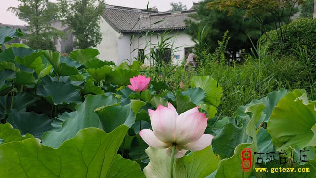 青岛游客七月寻梦台儿庄古城，邂逅“江北水乡”的前世今生（图）