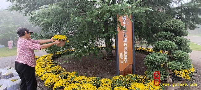 台儿庄古城菊花盛放，秋日水乡引游客寻梦（图）