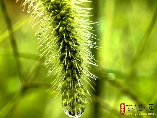 【摄影报道】听雨声