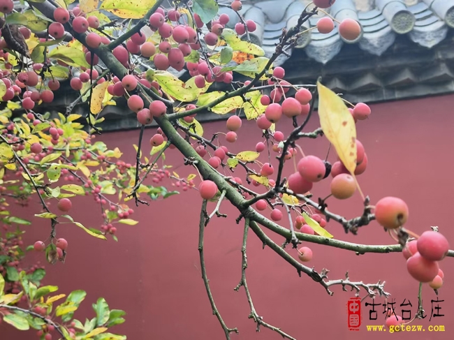 红叶染古城 秋韵满水乡丨台儿庄古城邂逅秋日诗意画卷（图）