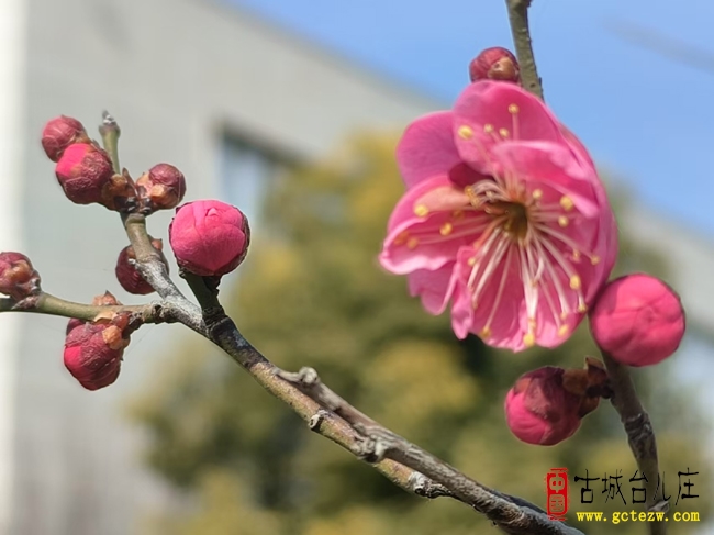 红梅映碧水 春意满台城丨台儿庄市民中心前红梅绽放添盛景（图）