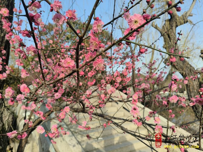 梅香迎春至 花满古城来丨台儿庄古城新春繁花迎客忙（图）