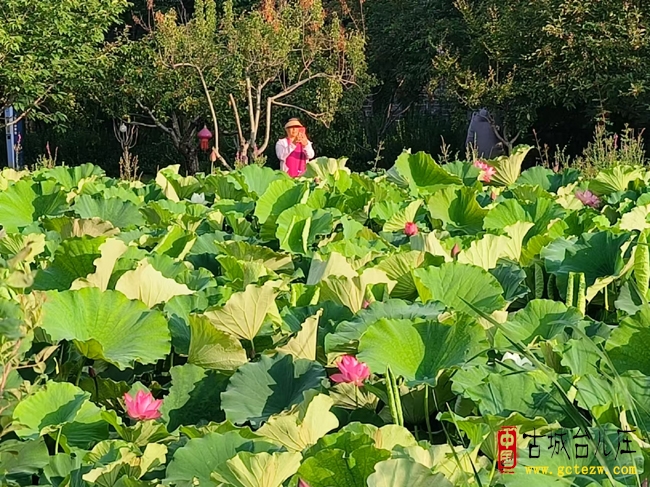 荷开盛夏丨台儿庄古城最美夏日荷塘上线（图）