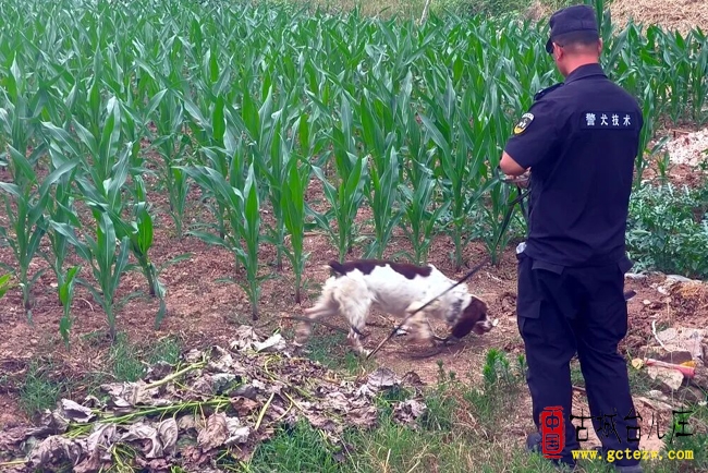 找回九旬走失老人丨台儿庄特巡警携汪汪队立大功（图）