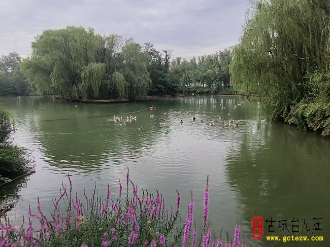 邂逅运河明珠 沉醉生态画卷丨探秘台儿庄双龙湖生态湿地之美（图）