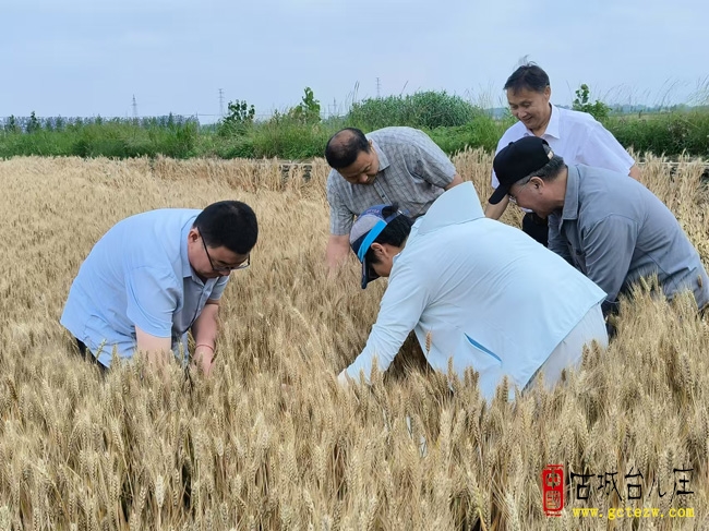 科技赋能优质麦收 地标产品助农增收丨台儿庄百吨黑小麦集中入库仓储（图）