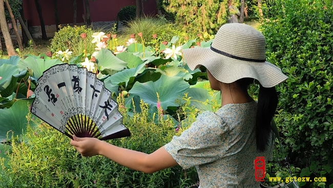 千年荷韵续文脉 盛夏清风醉古城丨8月6日台儿庄古城喜迎传统观荷节（图）