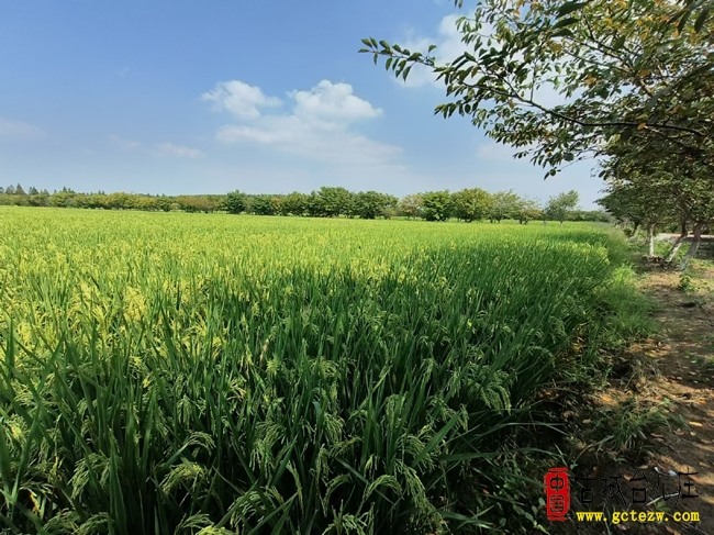 七彩邳庄稻浪飘香丨田园风光留住最美乡愁（图）