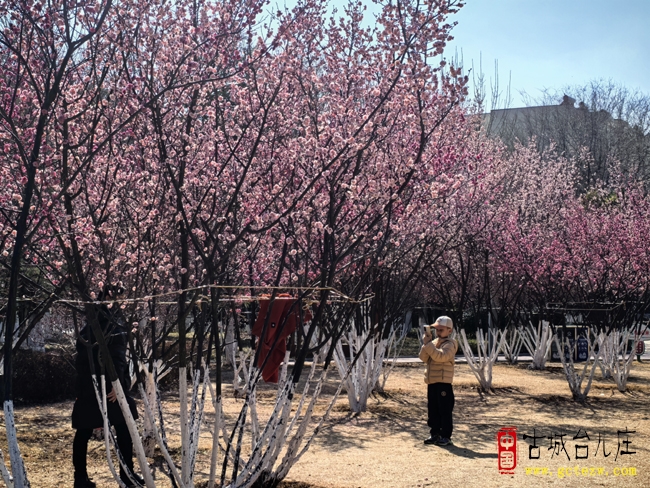 【摄影报道】枣庄光明广场的那片梅又开花啦