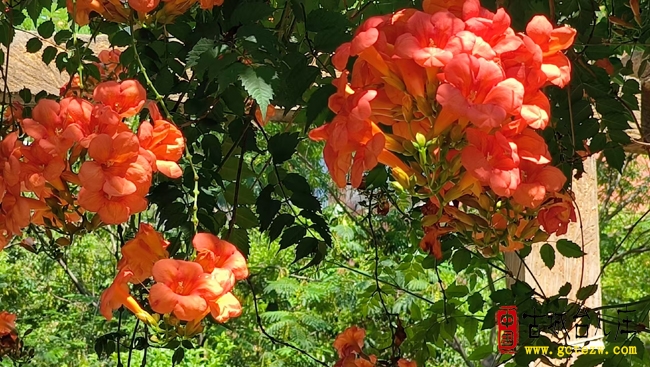 凌霄花与百日红盛开，台儿庄阳光家园绽放幸福花颜（图）
