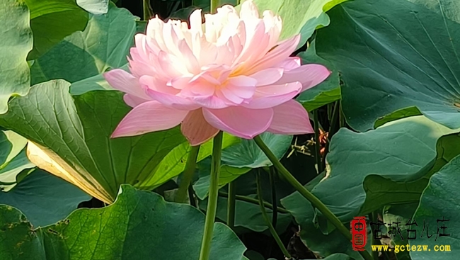 千年荷韵续文脉 盛夏清风醉古城丨8月6日台儿庄古城喜迎传统观荷节（图）