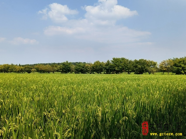 七彩邳庄稻浪飘香丨田园风光留住最美乡愁（图）