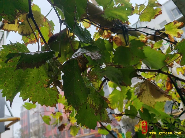 《一场雨，偷走了秋天》作者：贾继伟