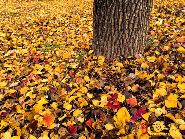 贺：龚安明先生《黄叶颂》