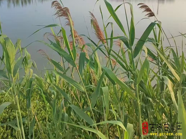 《芦苇与竹》作者：单立强