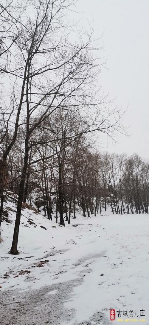 《赞雪》作者：贺敬同