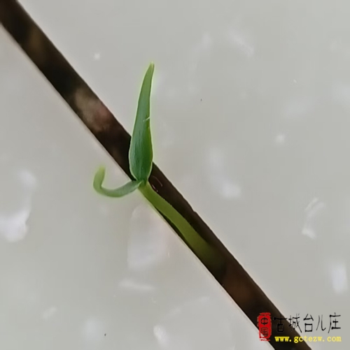 《赞窗台小草》作者：张法远