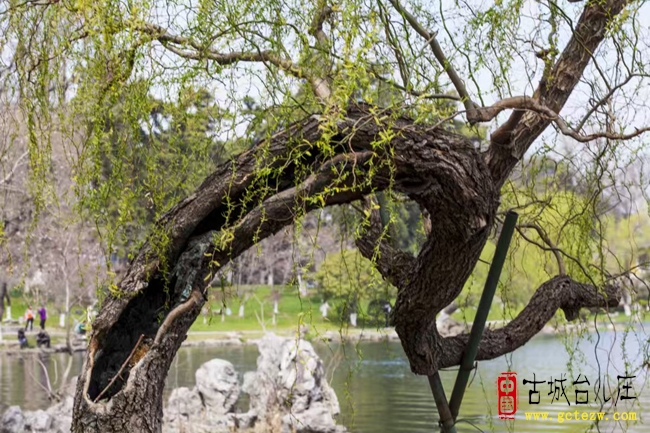 《枯荣》作者：单立强