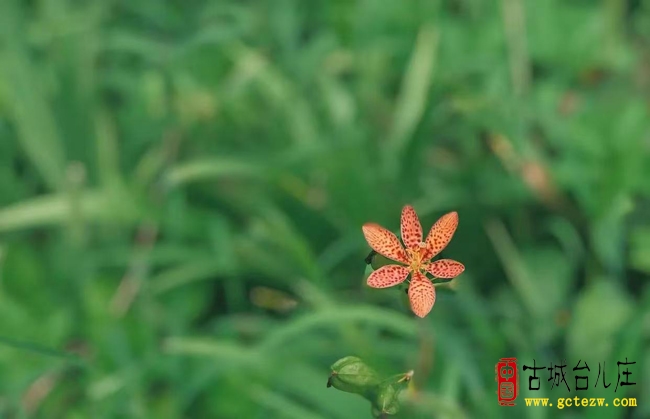 单立强：秋诗二首
