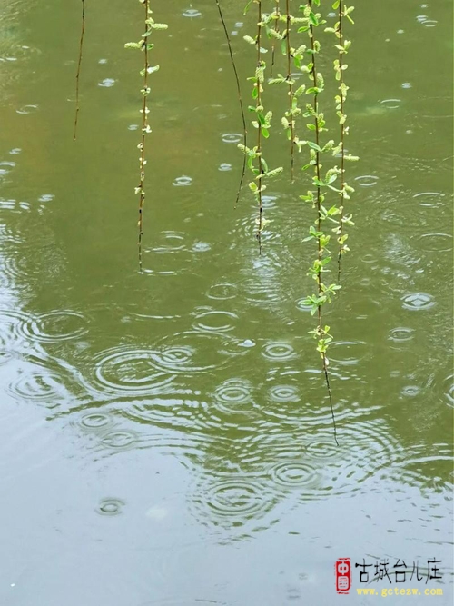 《春雨送喜》作者：张法远
