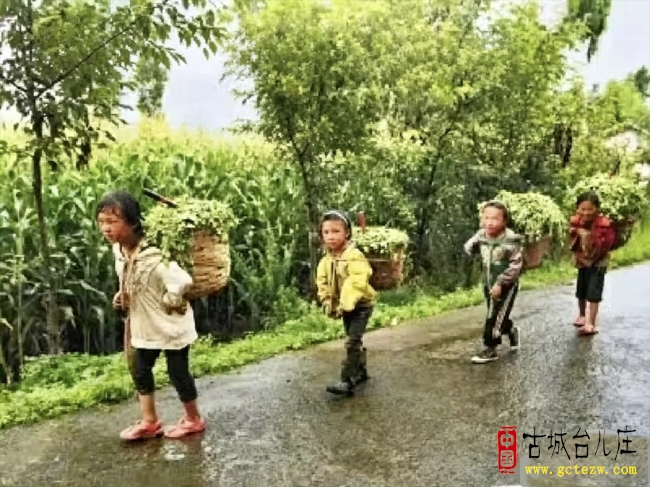 《忆割草记工分》作者：杨秀荣
