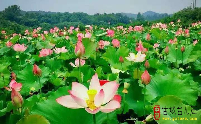 徐福堂：暑日寄怀
