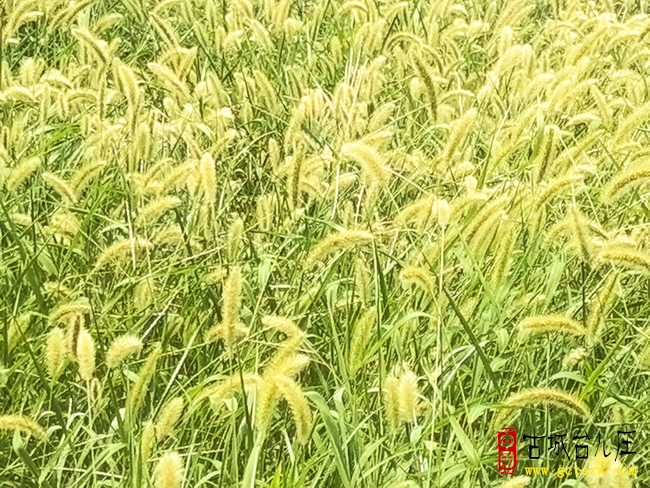 贺敬同：秋雨
