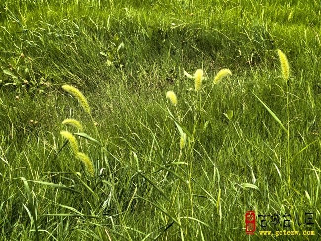 《丙午处暑随感》