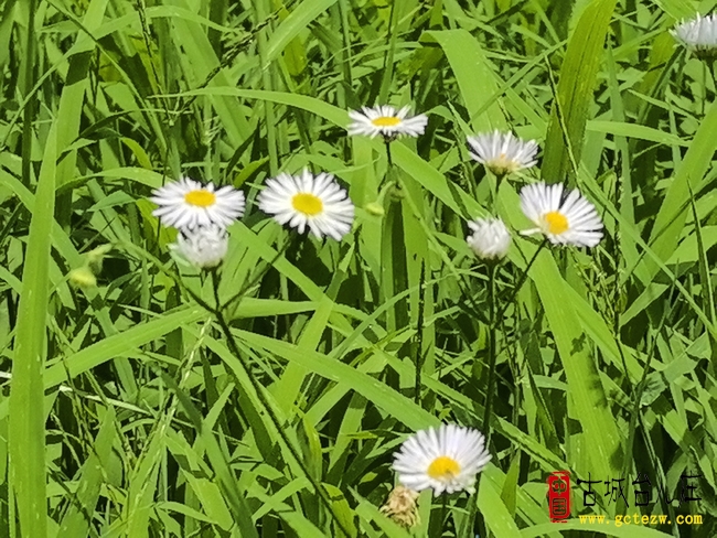 《丙午中秋感怀》