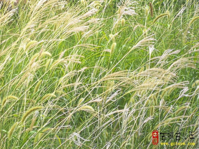 朱崇礼和他的“三立”---《一个乡镇党委书记的日记》读后感